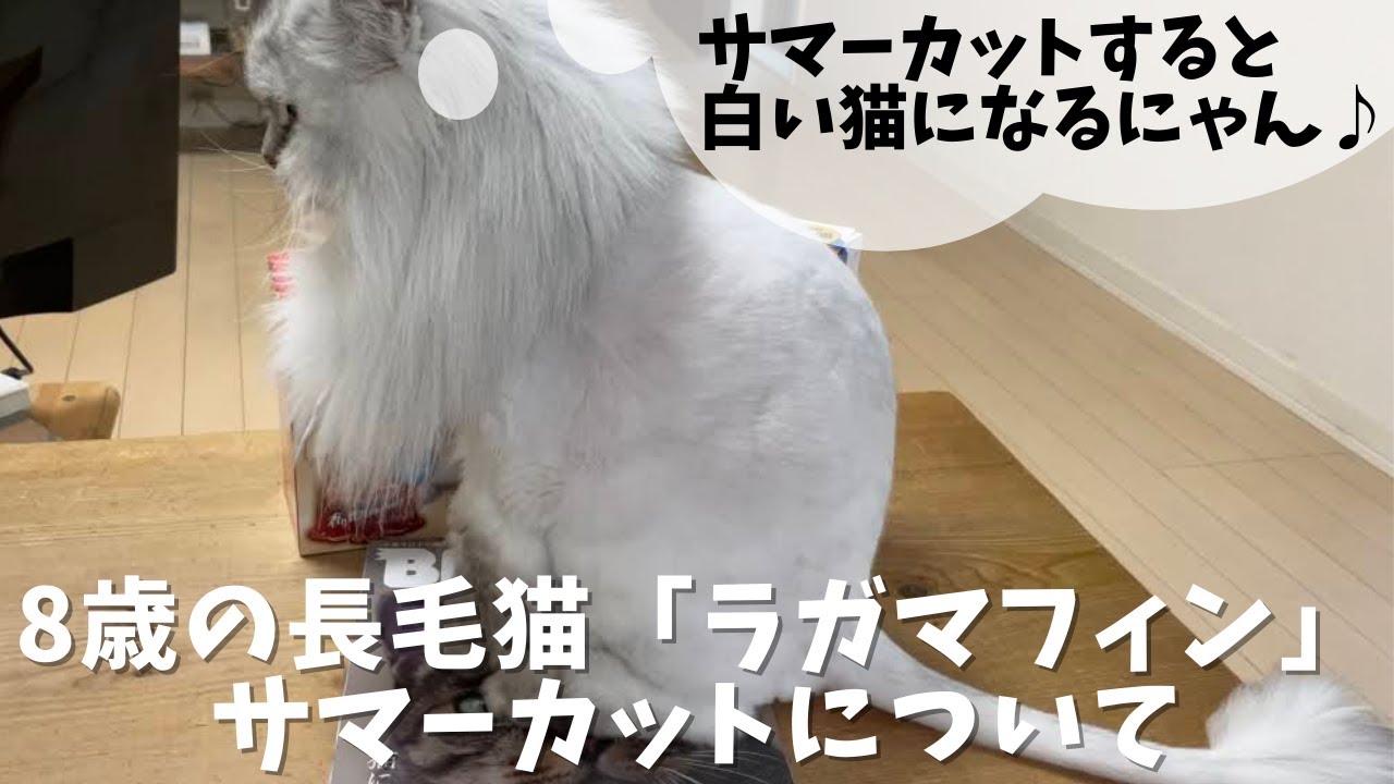 8歳の長毛猫「ラガマフィン」のサマーカットについて