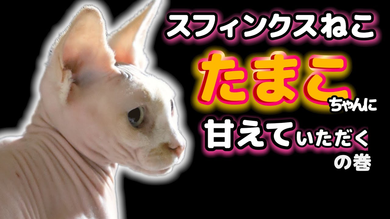 スフィンクス猫・たまこちゃんに甘えていただく の巻