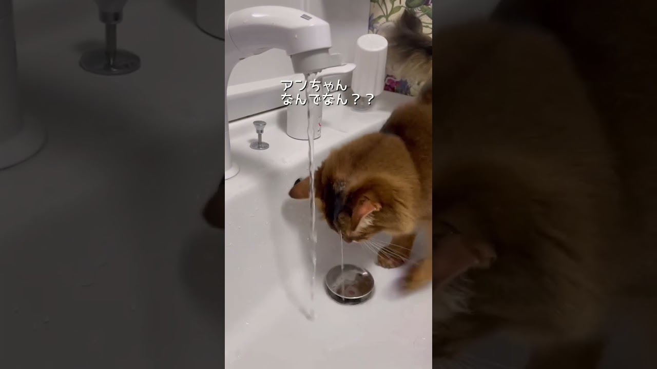 猫の水飲みのクセが凄い