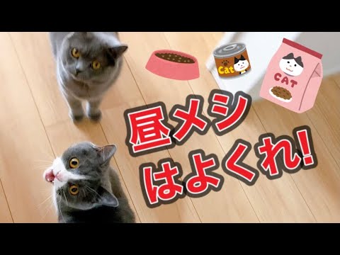 ブリティッシュショートヘアーのお昼ごはんタイム
