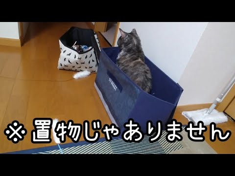 【セルカークレックス】箱の中でやけに大人しいうちの子【せらのりたま】