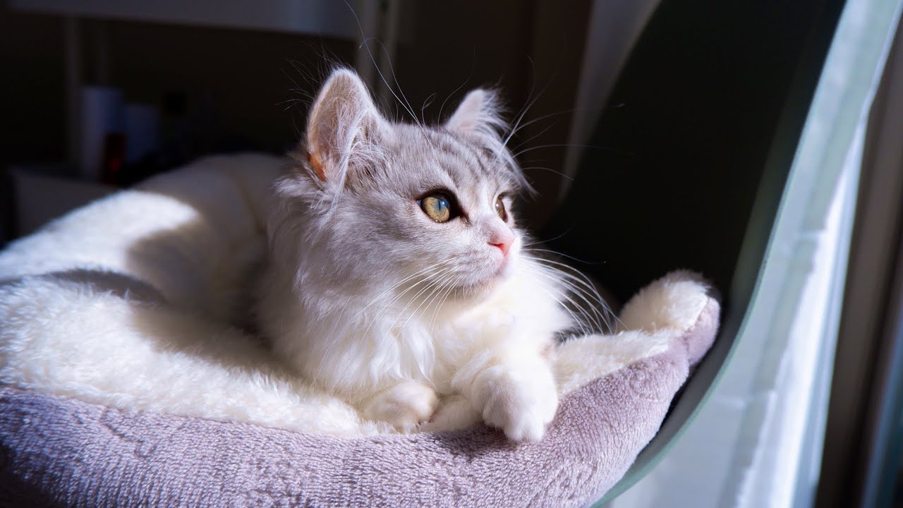 【サイベリアン】Twitterで話題になった、生後四ヶ月の子猫が美人すぎる。