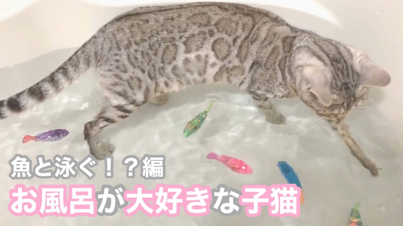 お風呂が大好きなシルバーベンガルの子猫 魚と泳ぐ！？編