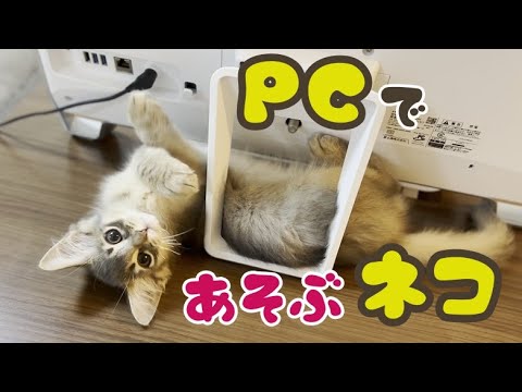 パソコンの裏側で遊ぶソマリの子猫！