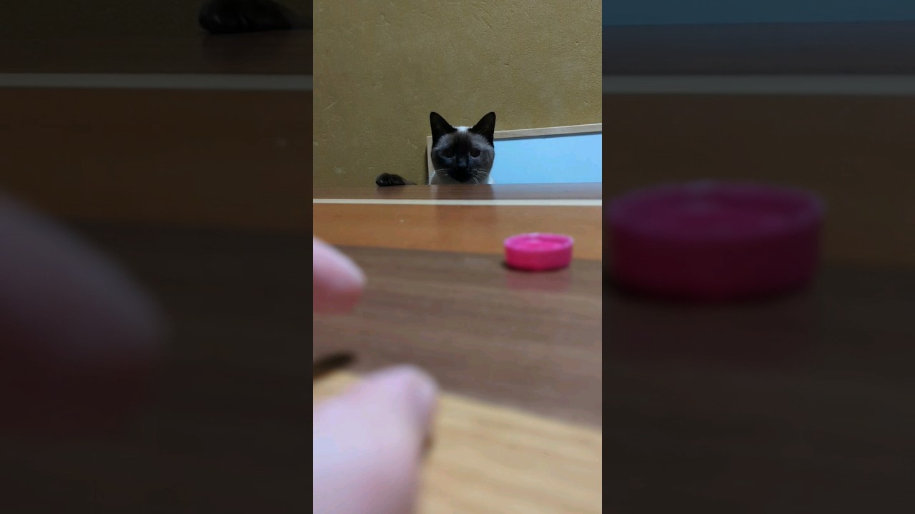 蓋で遊ぶシャム猫🐈 - Cats playing with it - #Shorts