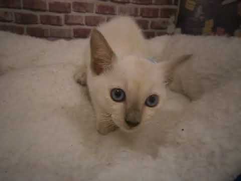 603761 トンキニーズ