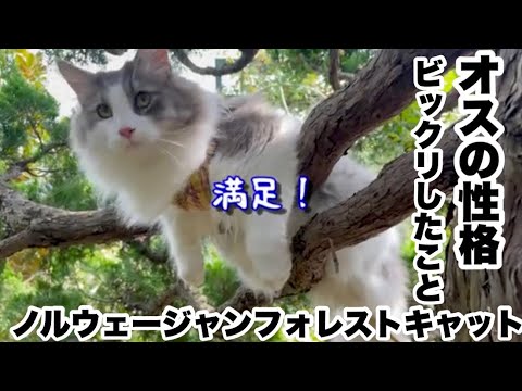 【ノルウェージャンフォレストキャットのオス】知らなかった猫種ビックリな性格