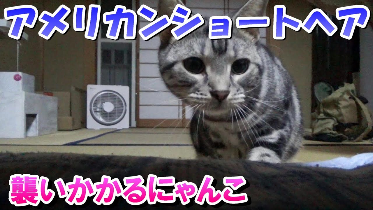襲いかかる猫～がおーっ（アメリカンショートヘア）