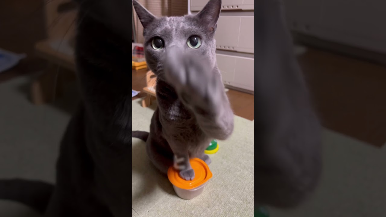 【ロシアンブルー】めろん様、今朝はちとイラつき気味かな😅【猫】#shorts