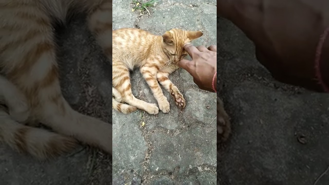brown cat #shorts #cats #shortvideo
