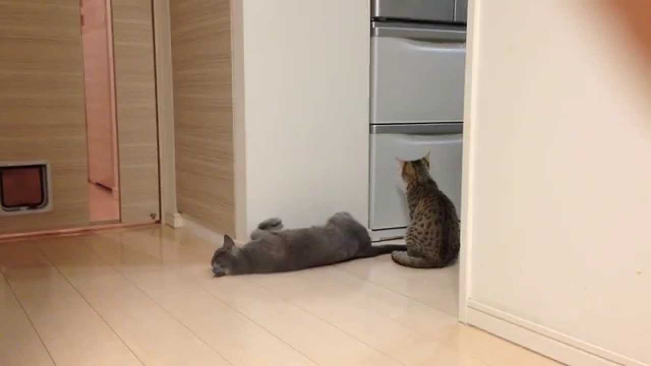 ロシアンブルーvsエジプシャンマウ・・・？