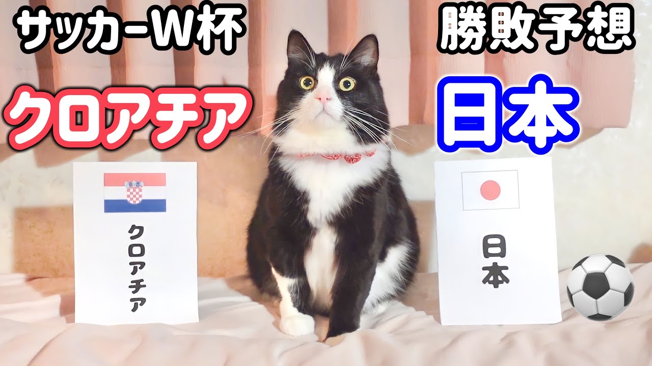 【サッカーW杯】日本VSクロアチアの勝敗予想を猫様にしてもらいました