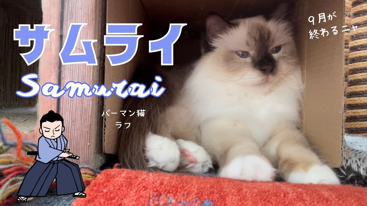 小月は西向く【サムライ】Samurai（バーマン猫）Birman/Cat