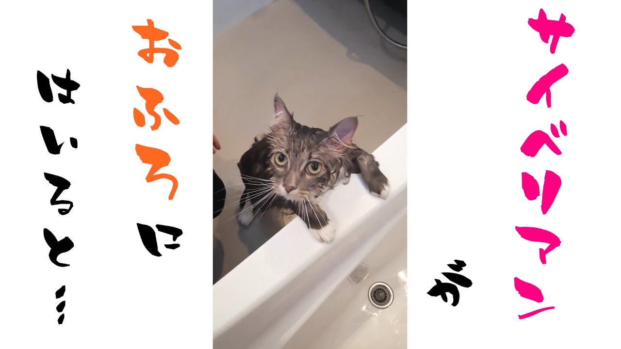 もふもふサイベリアン猫がお風呂に入ると...【サイベリアンのラフィ】#Shorts