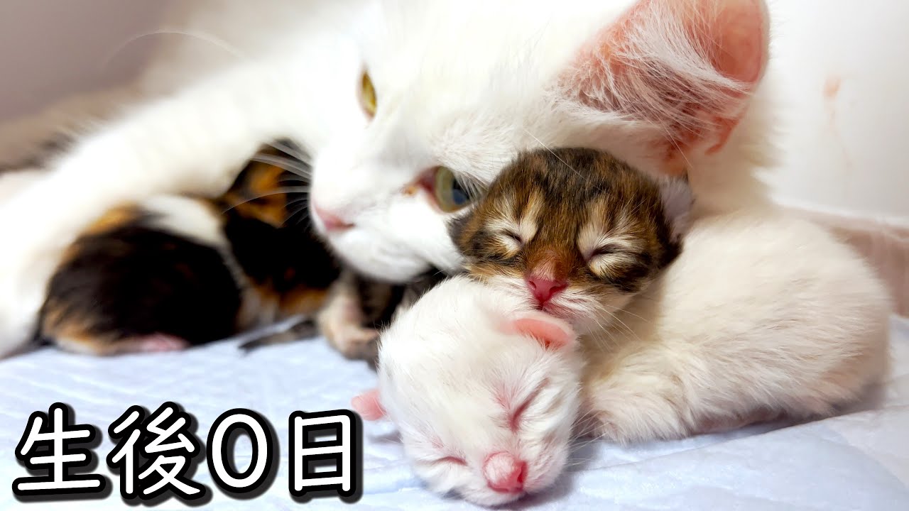 ♥子猫♥生後0日の子猫の様子を覗いてみた件 ∼猫のいる生活Vol.557∼ 出産動画 マンチカン短足・ミヌエット・ペルシャ猫専門ブリーダー『ペット蔵人』【子猫の成長記録】