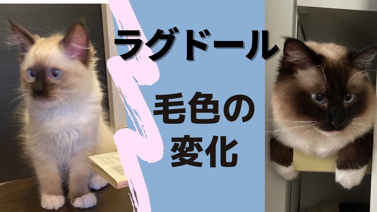 こんなに変わる！ラグドール　毛色の変化　1年間の変化、全てお見せします　シールポイントミテッド　猫　色変わる
