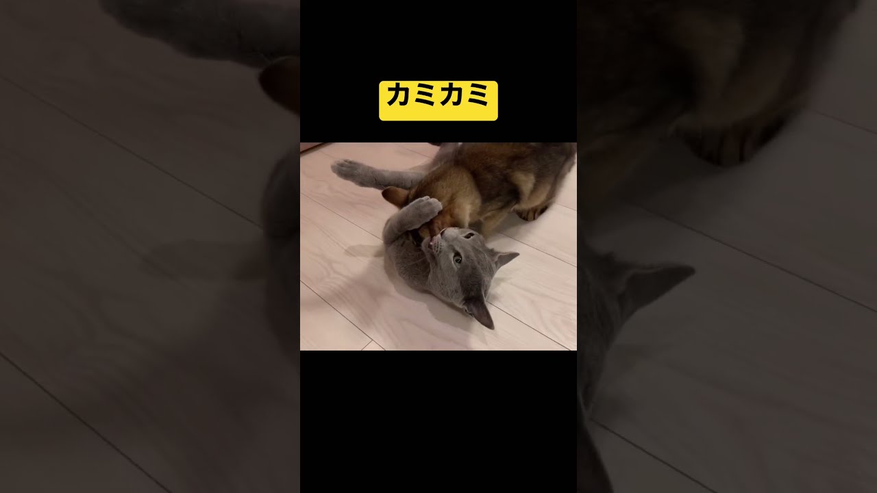 仲良くなってきた？ロシアンブルー兄とソマリ弟 #癒し猫動画