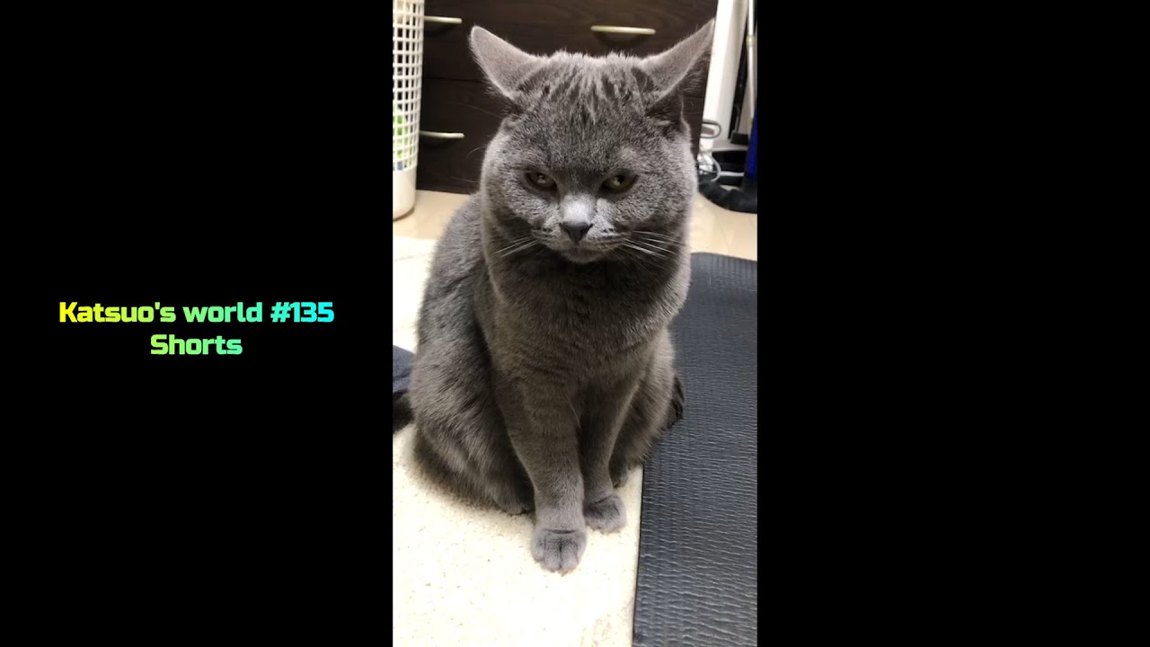 イカ耳になる猫・・・【シャルトリュー/cat】#Shorts