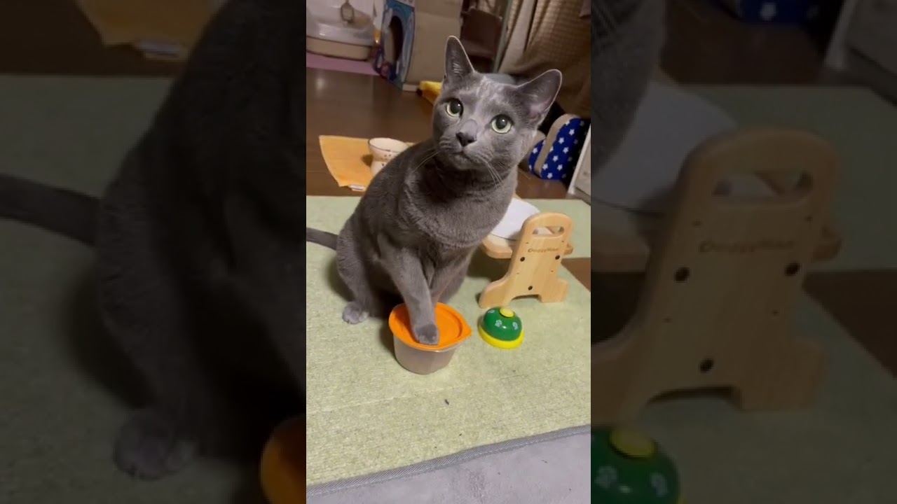 【ロシアンブルー】めろん今朝はちと早起き😂元気なおねだり🥰【猫】#shorts