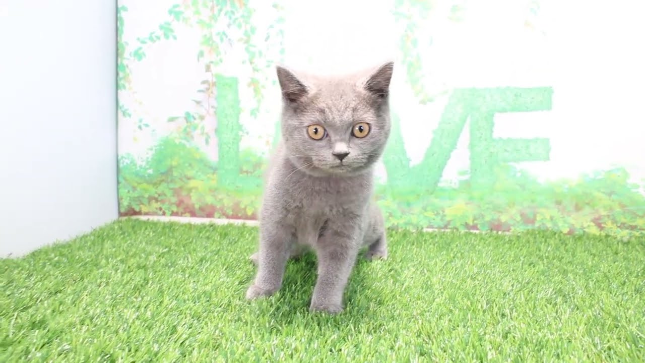 Coo&RIKU　No598070　ブリティッシュショートヘアー