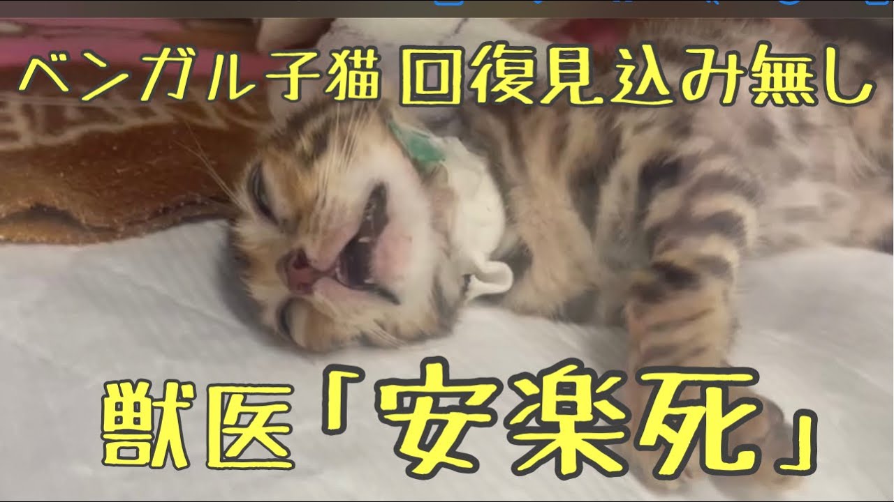 ベンガル子猫のビッグベン　獣医さんから安楽死、、、＃ベンガル子猫＃漏斗胸＃安楽死
