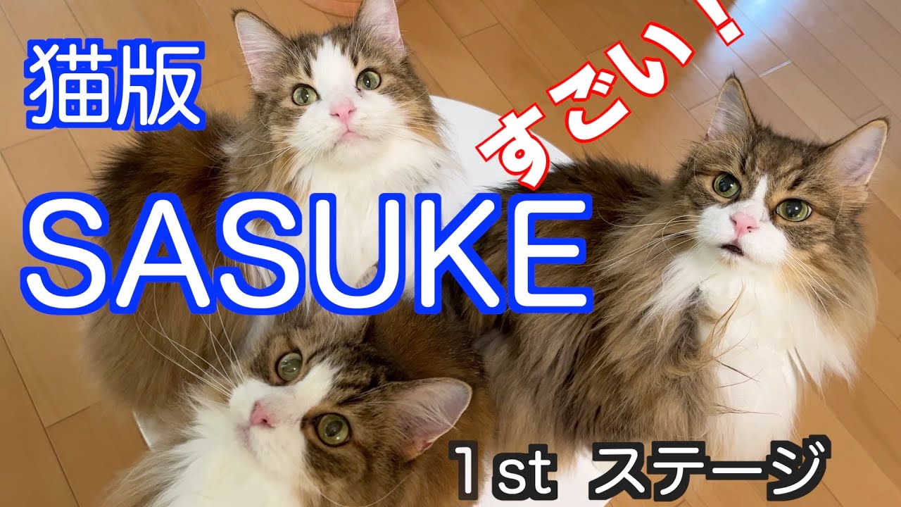 【猫版】SASUKEがスゴすぎる！ノルウェージャンフォレストキャット