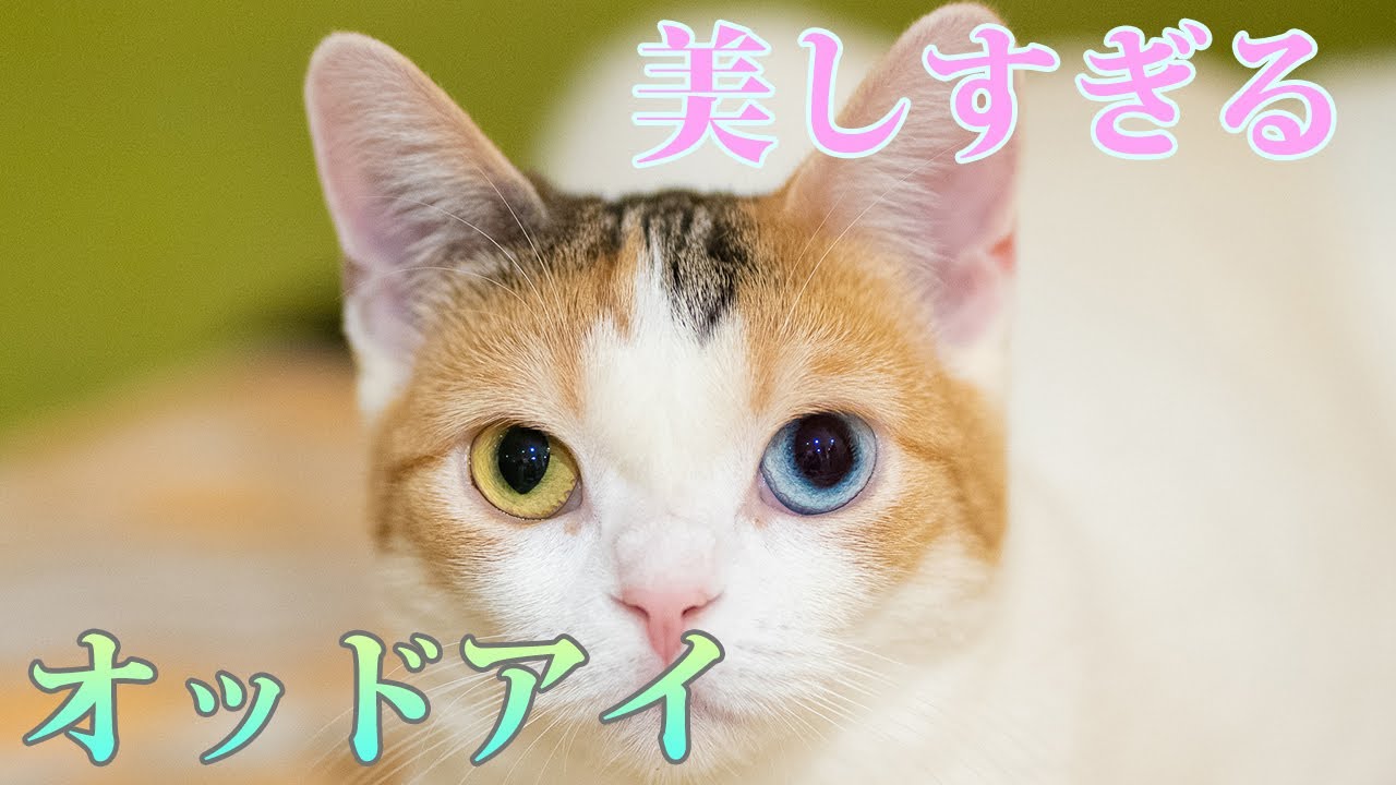 美しすぎるオッドアイ！スコティッシュフォールドのたらこちゃん紹介