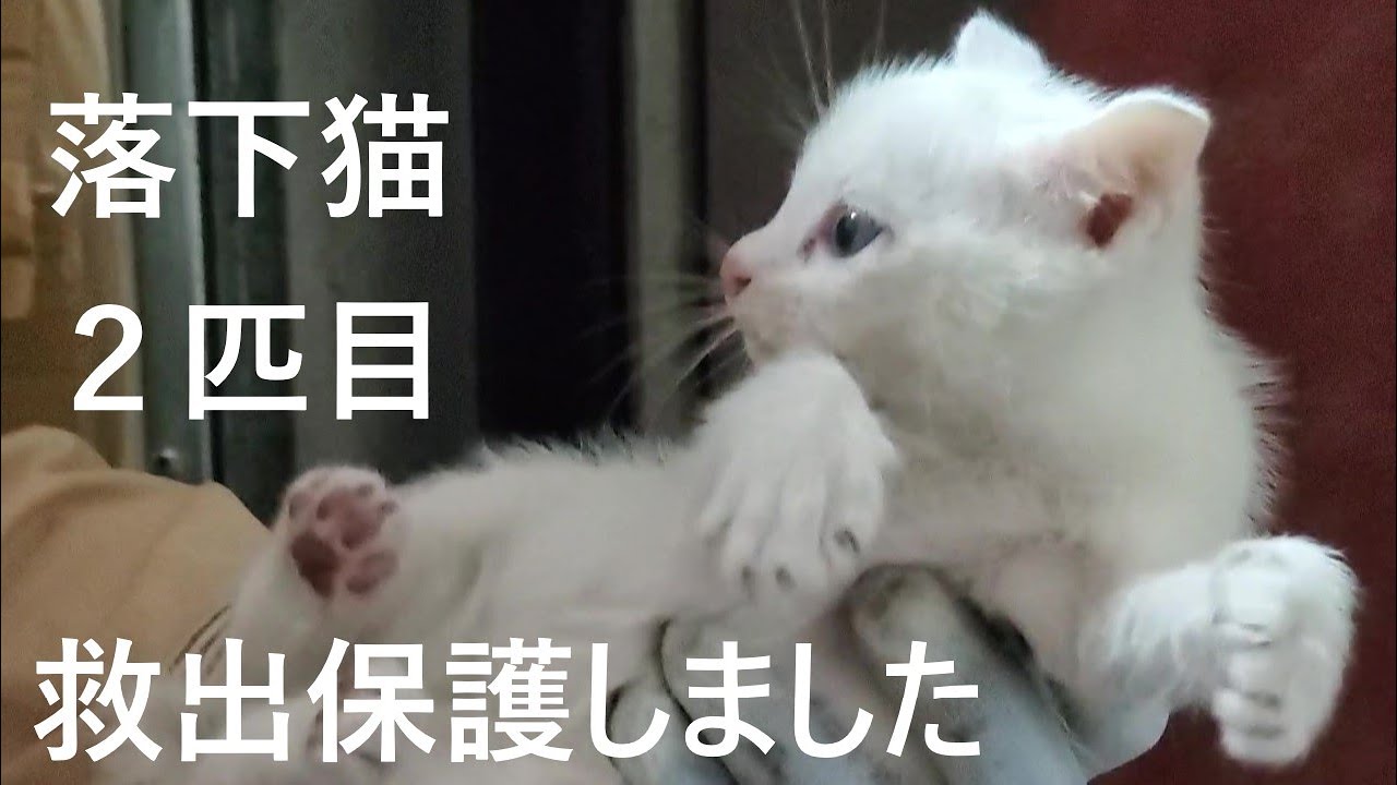 落下子猫二匹目、救出、保護しました。【2022.10.06】