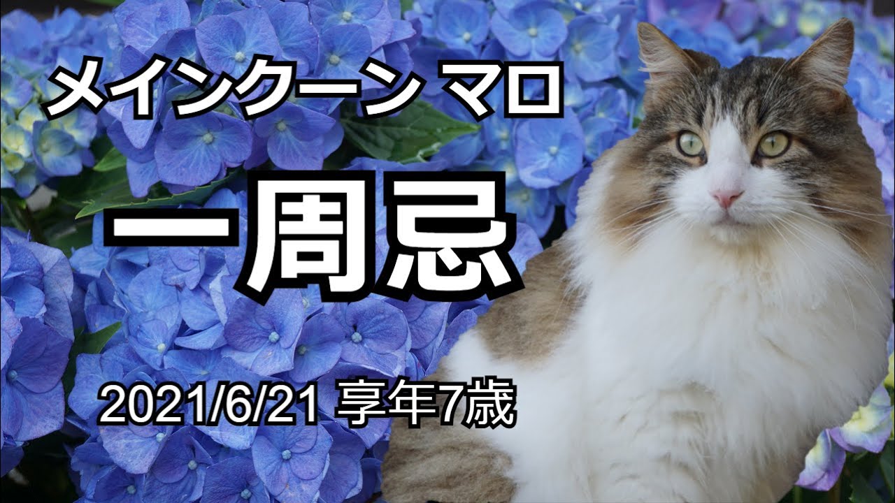 【メインクーン・マロ】一周忌～2022年6月21日