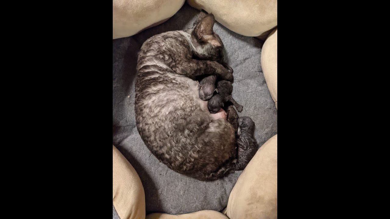 デボンレックス猫 ウィネッテちゃんの出産 2021年