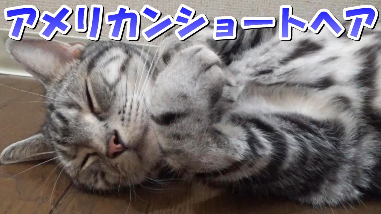 家のどこかにいる猫（アメリカンショートヘア）