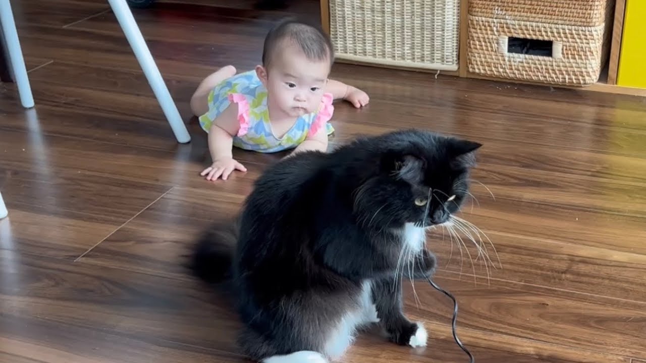 初めてずり這いをした赤ちゃんとそれを邪魔する猫　ラガマフィン　A baby who crawls for the first time and a cat that disturbs it