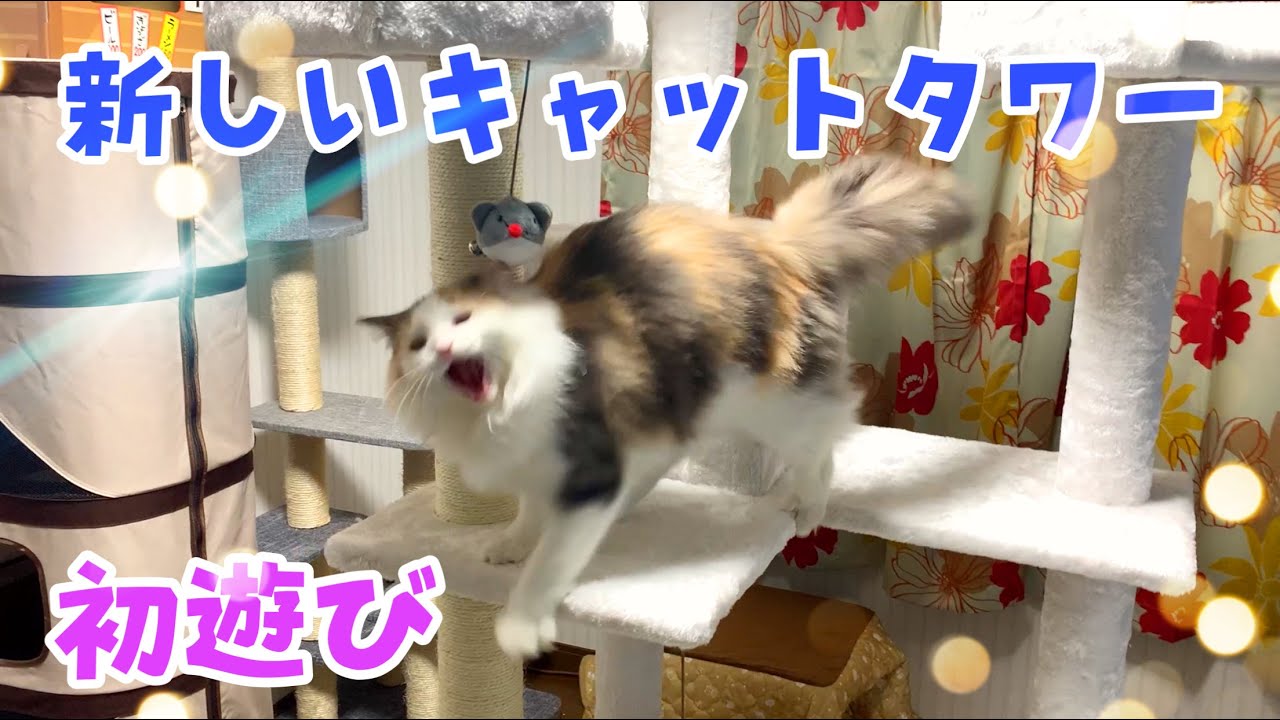 新しいキャットタワーで遊んでみた【ノルウェージャンフォレストキャットと三毛猫】