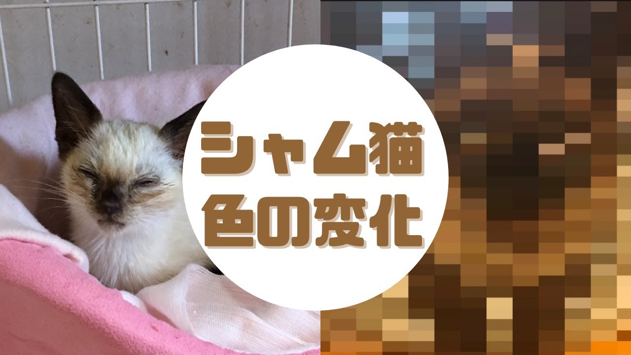 【猫】シャム猫の色の変化【うたまろ】Siamese cats