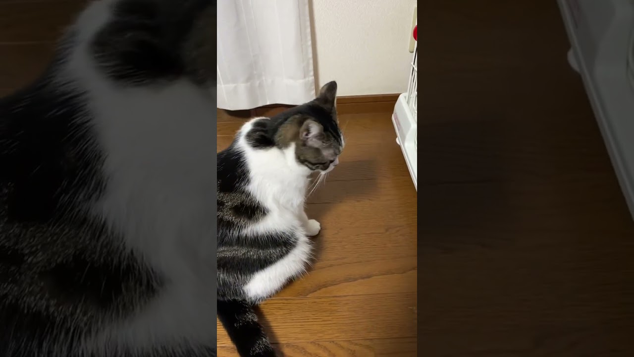 子猫動画　マンチカンのラピちゃんとブリティッシュのあおくん　そのハンモック、あたしの…
