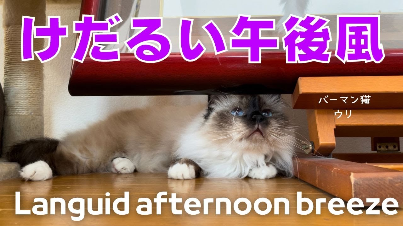 バーマン猫ウリはのんびり過ごすのが好き【けだるい午後風】 Languid afternoon breeze（バーマン猫）Birman/Cat