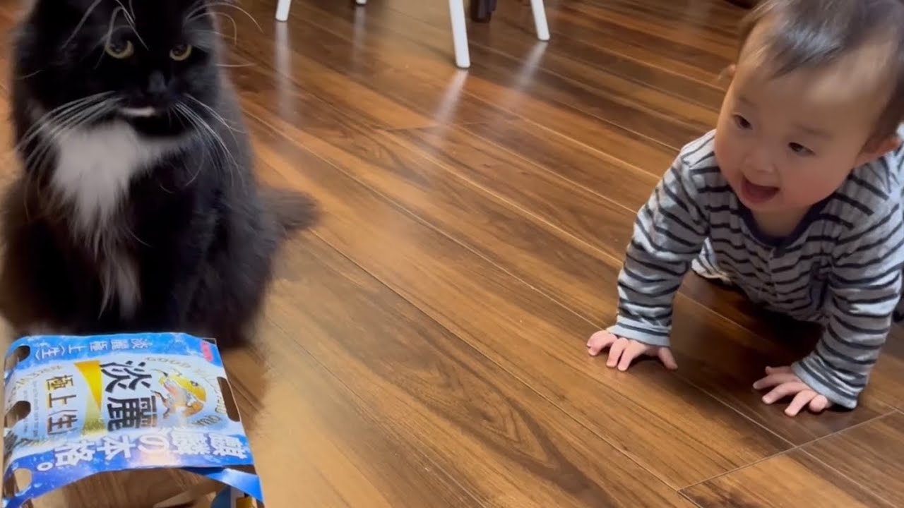 甘えモードの時は駆け足で付いてくる猫　ラガマフィン　A cat that follows you in a hurry when you're spoiled