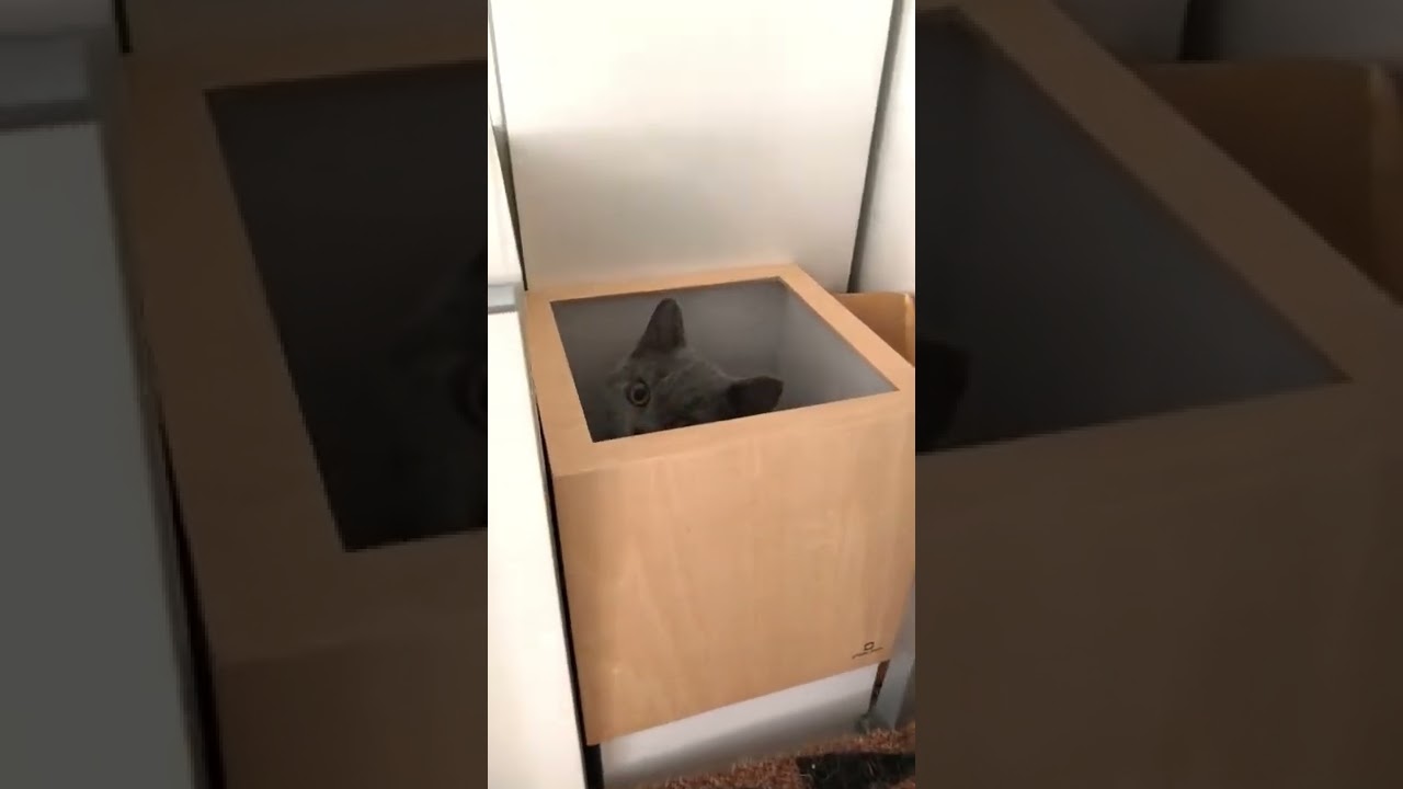 ゴミ箱に隠れる猫😻#shorts #猫 #cat #セルカークレックス #selkirkrex