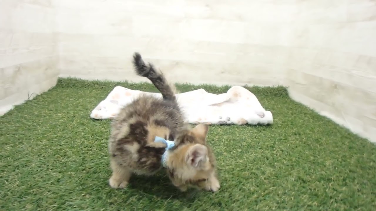 00604927 アメリカンショートヘアー