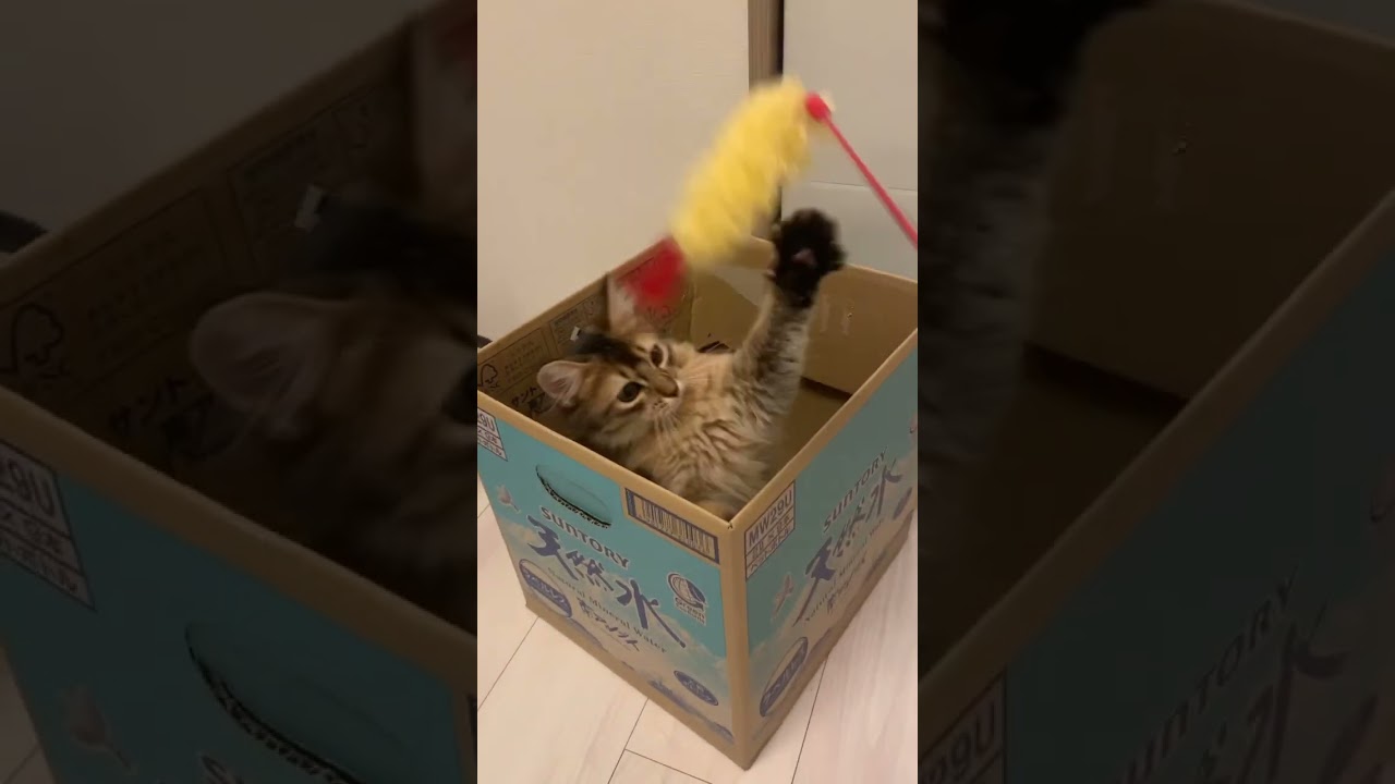 #ソマリ #癒し猫動画  #可愛い君が愛おしい