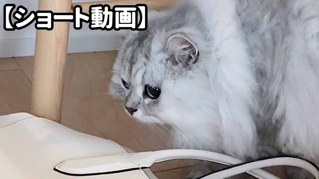 自分の大きさをよく分かっていない猫 【サイベリアン】 #Shorts
