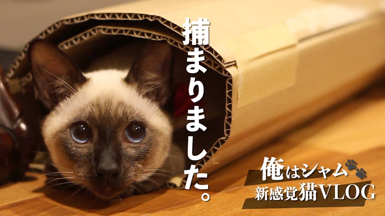 シャム猫ホイホイ｜飼い主に怒られてスネる猫 - Cat Hoi Hoi / A Cat in a Bad mood