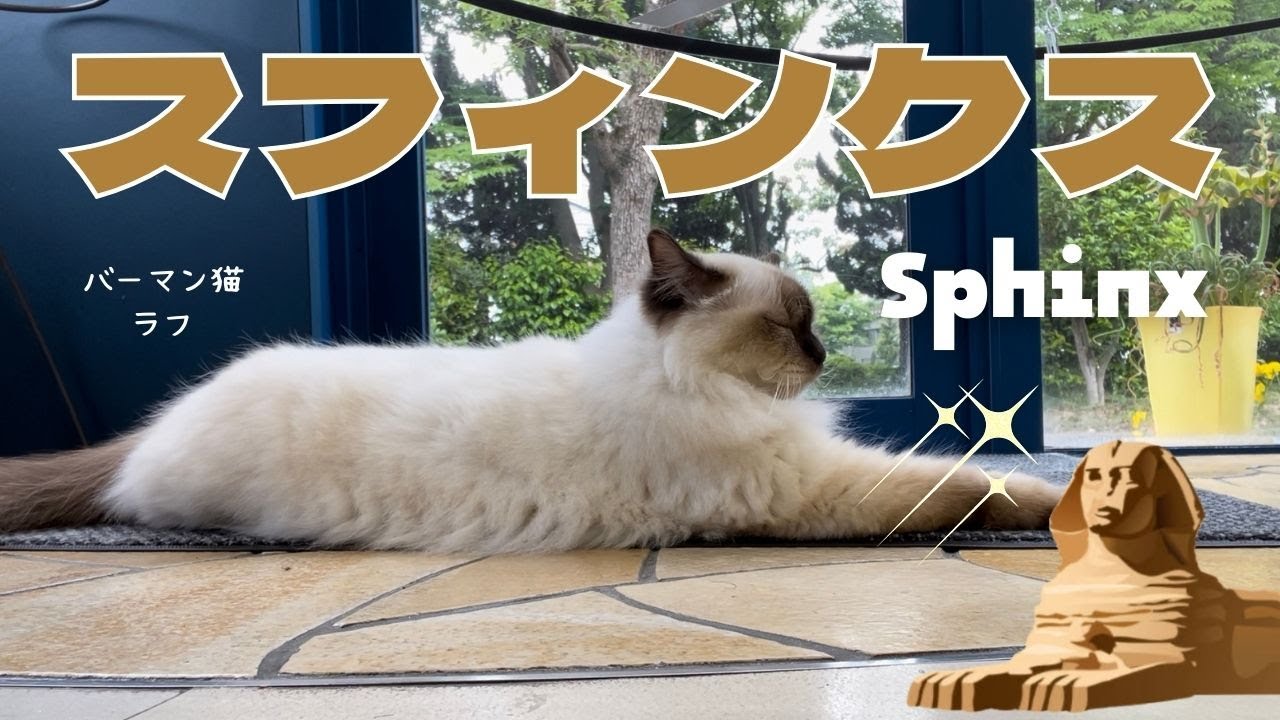 巨大な石像やニャ【スフィンクス】Sphinx（バーマン猫）Birman/Cat