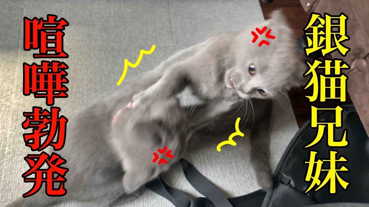 シャルトリューの兄妹猫、ついに喧嘩勃発！でも最後には…