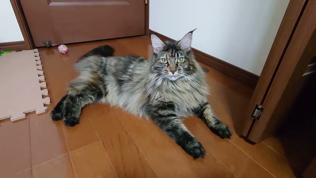 【メインクーン】はるまきちゃんの日常2022/10/21
