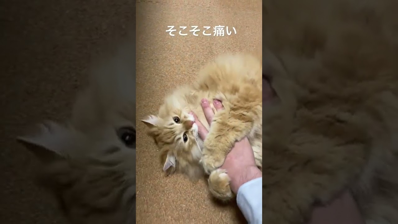 凶暴化ねこ【ラガマフィン】