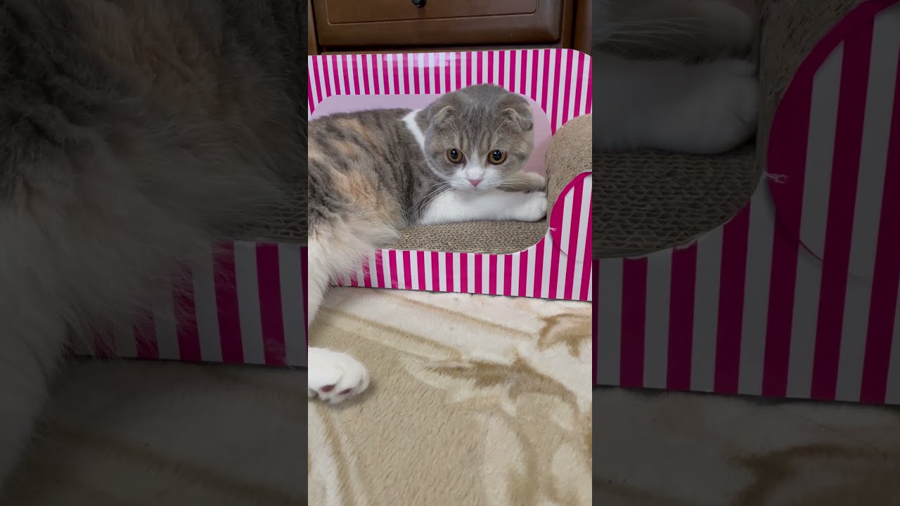 何かいるにゃ・・虫? ＃Shorts　【スコティッシュフォールド】【ScottishFold】【猫】