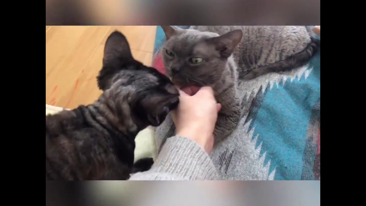 デボンレックスのやきもちの行方…♡