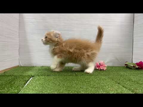 Coo&RIKU　No596515　アメリカンカール