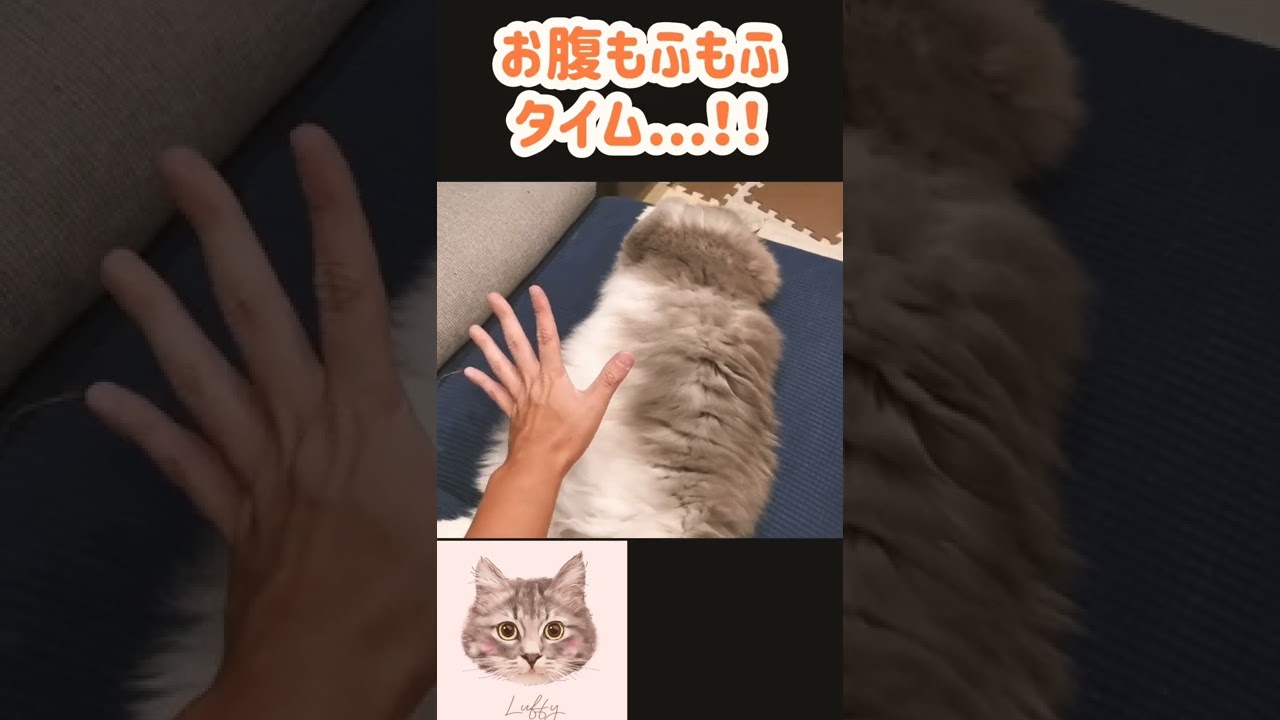 猫なのに警戒心がなさすぎるうちの子【サイベリアンのラフィ】#short